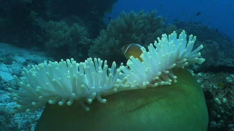 Anemone with a pair of clownfish Video stock 795986