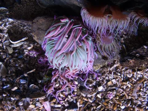 Anemone Stock Photos