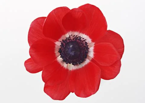 Anemone Stock Photos
