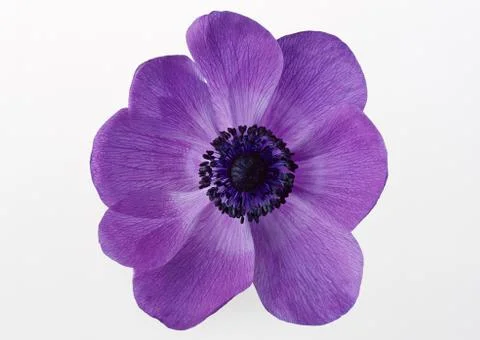Anemone Stock Photos