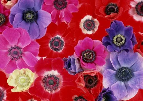 Anemone Stock Photos