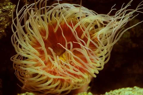 Anemone 写真素材