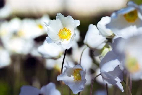 Anemone Stock Photos