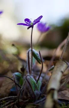 Anemone Stock Photos