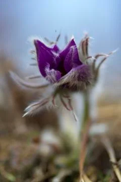 Anemone Stock Photos