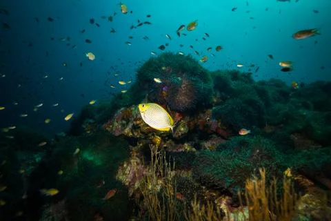 Anemone Stock Photos