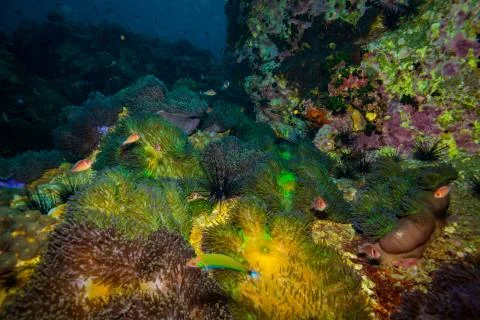 Anemone Stock Photos