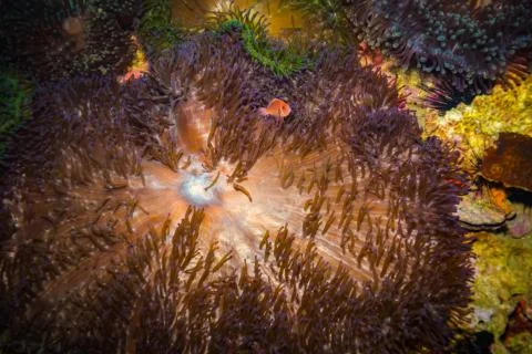 Anemone Stock Photos