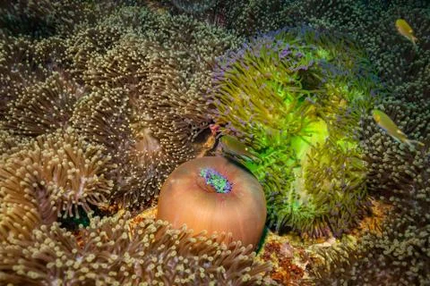 Anemone Stock Photos