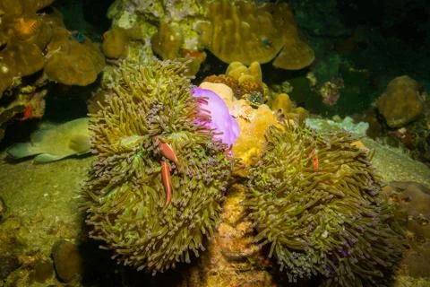 Anemone Stock Photos