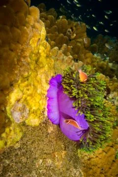 Anemone Stock Photos