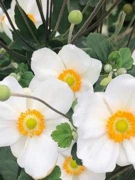 Anemone 库存照片