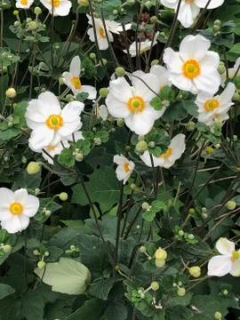 Anemone 库存照片