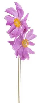 Anemone Stock Photos