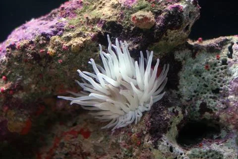 Anemone Stock Photos