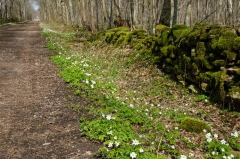 Anemone road Stock Photos