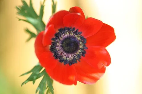Anemone rot Stock Photos