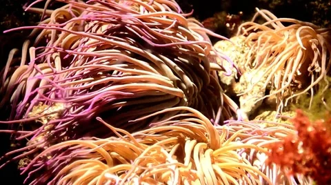 Anemone sea urchin (Anemonia viridis) Stock Footage