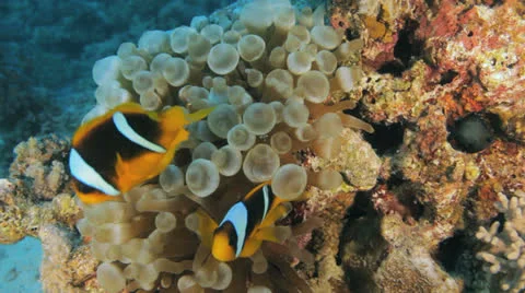 Anemone at the seabed Stock Footage 22724275