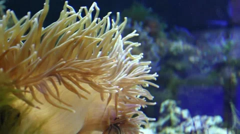 Anemone on seabed 스톡 동영상 54807523