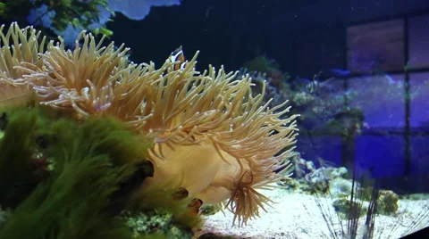 Anemone on seabed Video stock 54807545