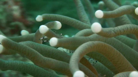 Anemone Shrimp  Stock Footage 159901