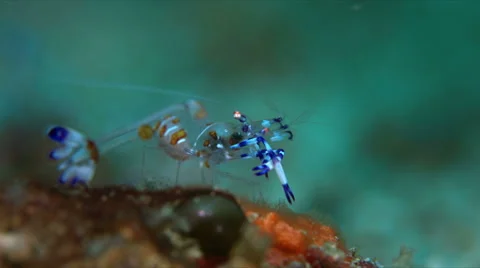 Anemone Shrimp Vidéo 58776424