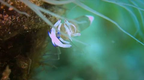 Anemone Shrimp Stock Footage 58776478