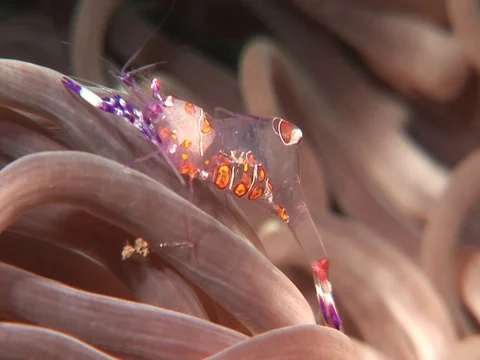 Anemone Shrimp Stock Footage 98702733