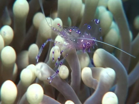 Anemone Shrimp Stock Footage 98703119