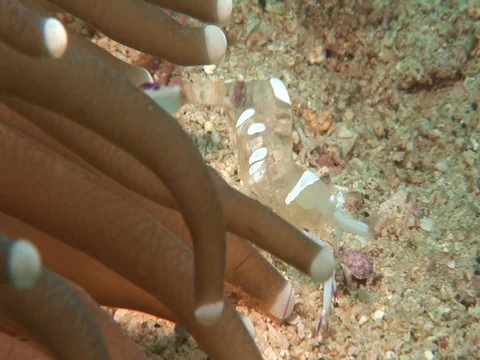 Anemone Shrimp Video stock 98703197