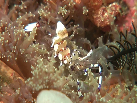 Anemone Shrimp Video stock 98703371