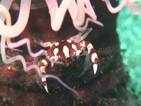 Anemone Shrimp Stock Footage 98703566