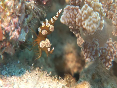 Anemone Shrimp Stock Footage 98703627