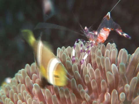 Anemone Shrimp Stock Footage 98703632