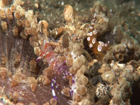Anemone Shrimp Stock Footage 98703781