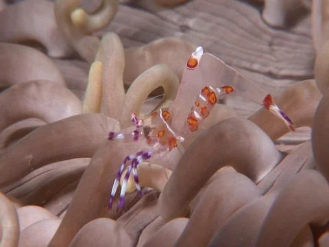 Anemone Shrimp Stock Footage 98703886