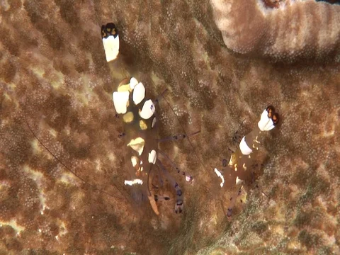 Anemone Shrimp Stock Footage 98704656