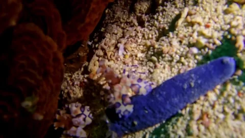 Anemone Shrimp Stock Footage 259632598