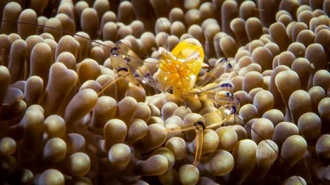 Anemone Shrimp Stock Photos