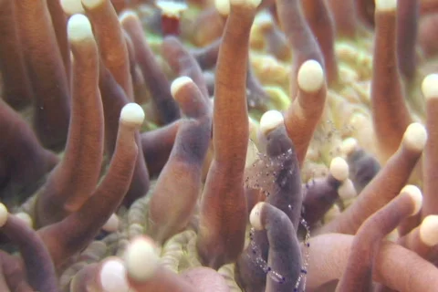 Anemone Shrimp SD NTSC Stock Footage 380875