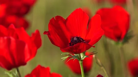 Anemone single Stock Footage 57651513
