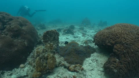 Anemone sourranded by corals - diver in the background Stock Footage 281930240