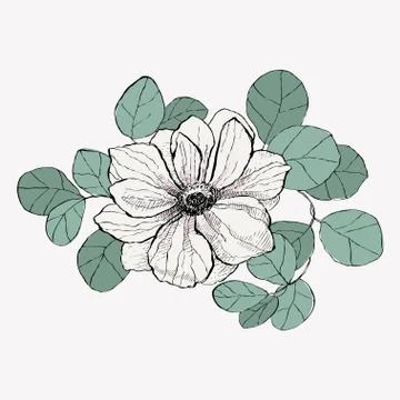 Anemone surrounded by eucalyptus leaves Stock Illustration