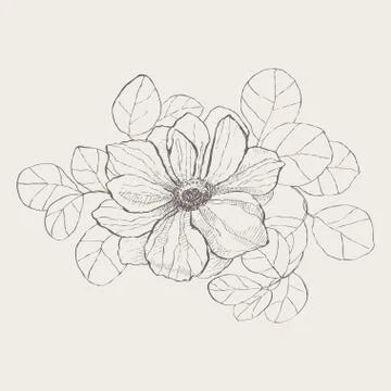 Anemone surrounded by eucalyptus leaves Stock Illustration