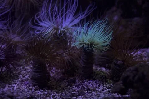 Anemone in a tank Stock Photos