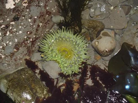 Anemone in a tide pool Stock Photos