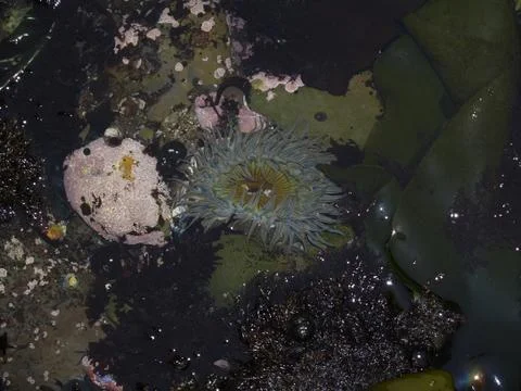 Anemone in a tide pool Stock Photos