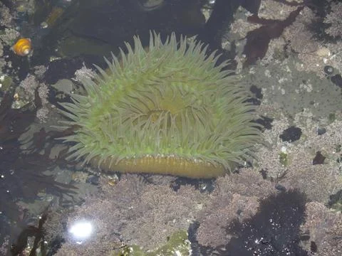Anemone in a tide pool 写真素材