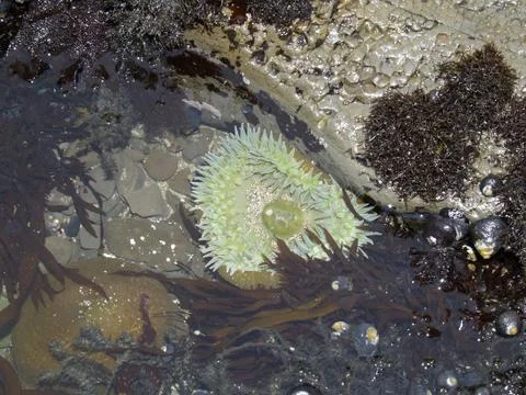 Anemone in a tide pool Stock Photos